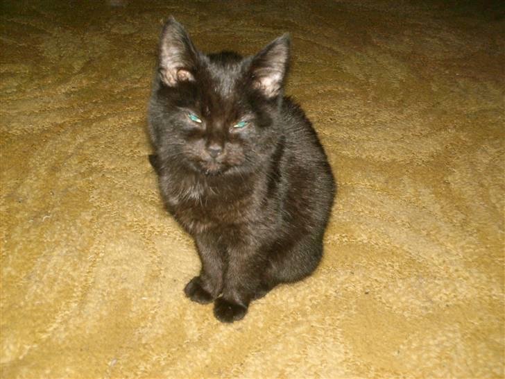 Huskat Nikki (:  billede 2