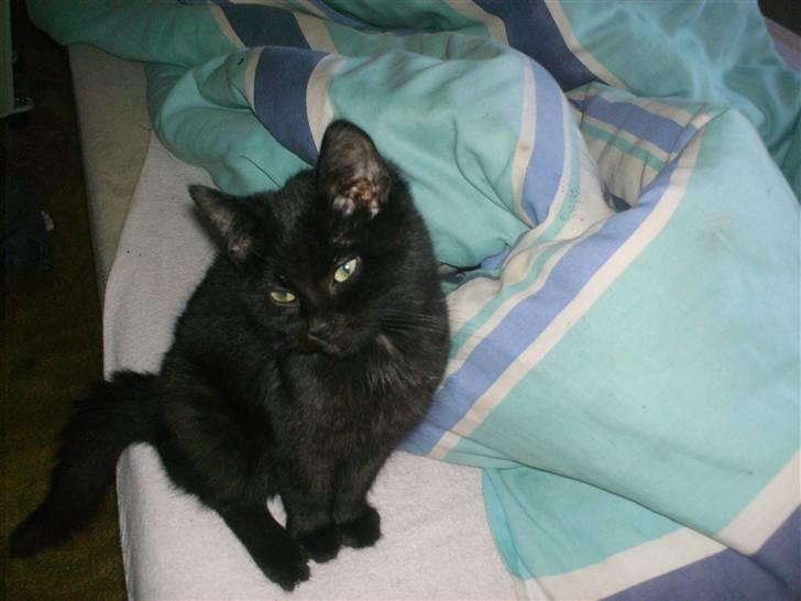 Huskat Nikki (:  billede 3