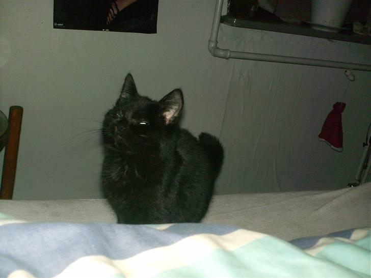 Huskat Nikki (:  billede 4