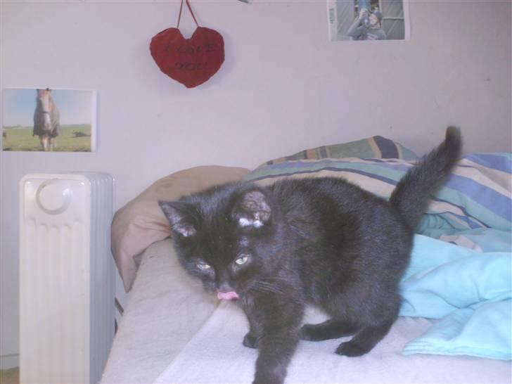 Huskat Nikki (:  billede 5