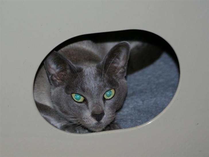 Burmeser Misti - Misti nyder sin lille hule billede 2