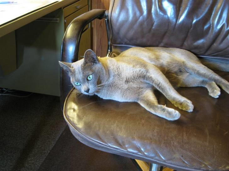 Burmeser Misti - Misti på kontoret. billede 3