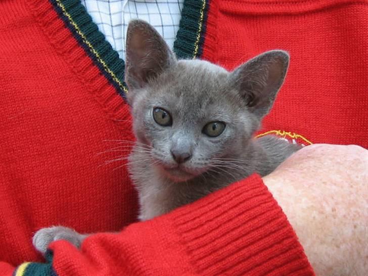 Burmeser Misti - Misti som killing billede 5