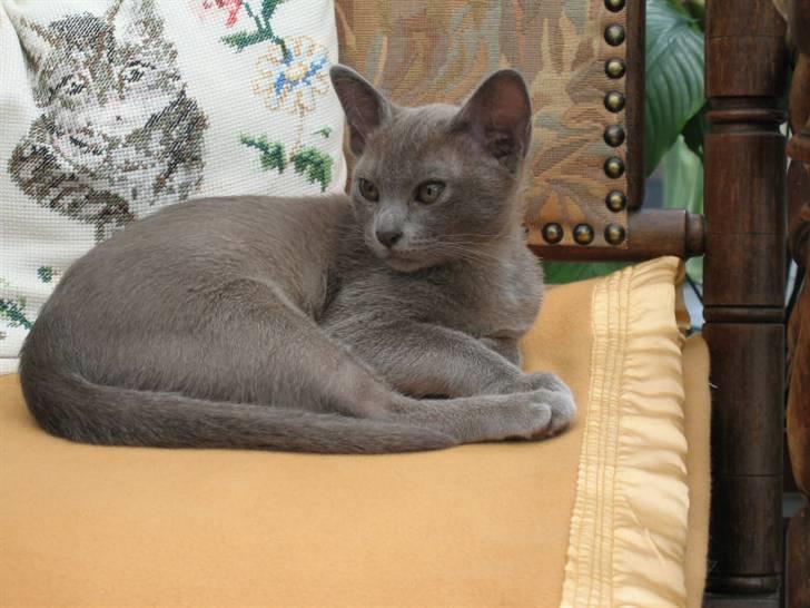 Burmeser Misti - Lille killing i et nyt hjem. billede 6