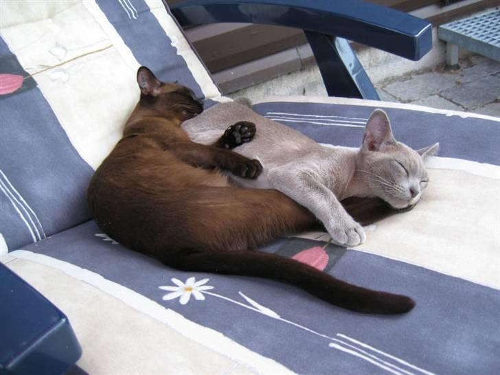 Burmeser Misti - Misti og "storesøster" Bianca nyder det gode vejr i haven  billede 7