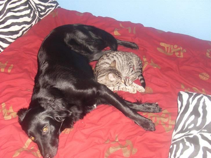 Huskat Misty - jeg elsker at ligge sammen med Saphira billede 5