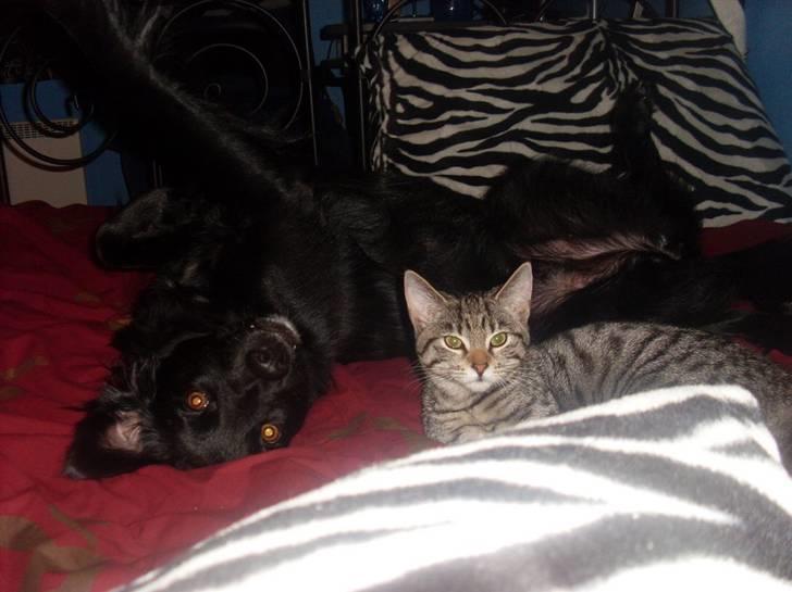 Huskat Misty - er vi ik bare søde? billede 6