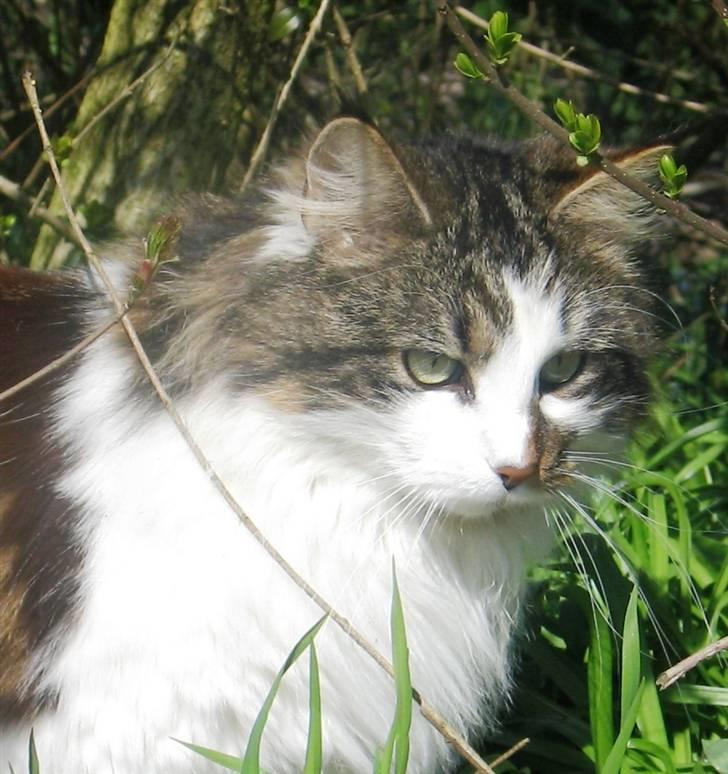 Blanding af racer Norsk skovkat/Agnes R.I.P billede 19