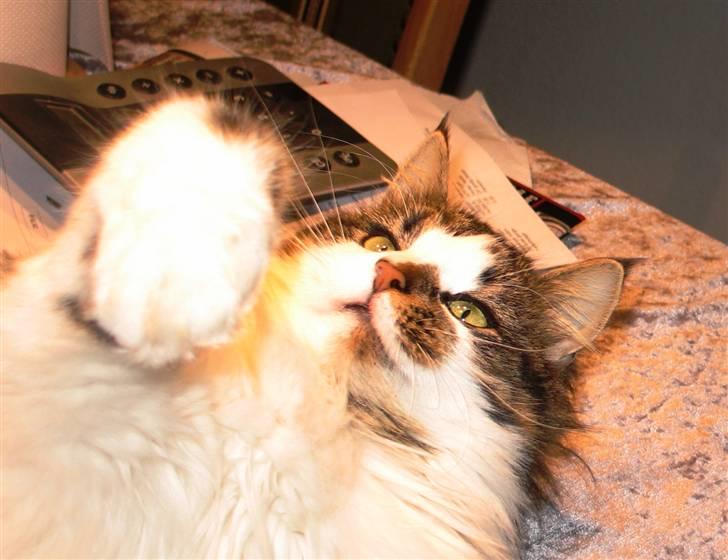 Blanding af racer Norsk skovkat/Agnes R.I.P billede 20