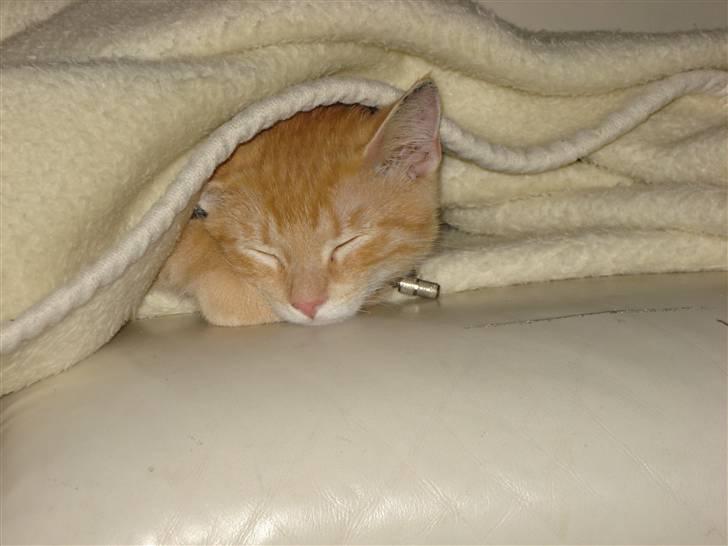 Huskat Balder - Sovetryne :D billede 11