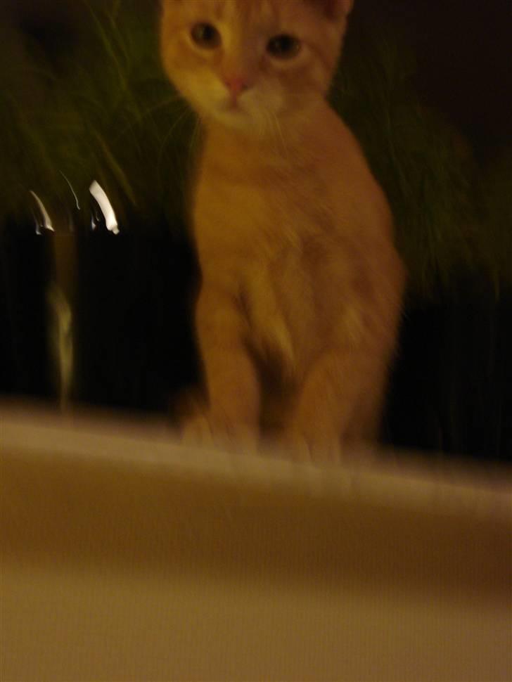 Huskat Balder - Sikke nogle store flotte øjne 8D billede 12