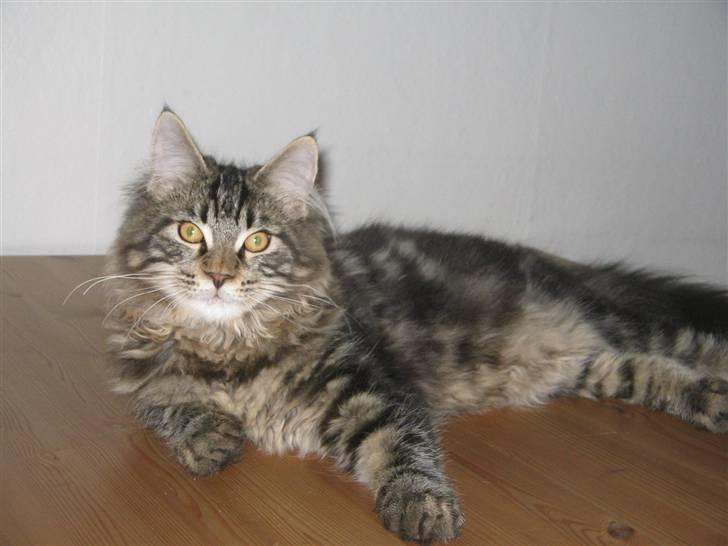Maine Coon Viktor billede 1