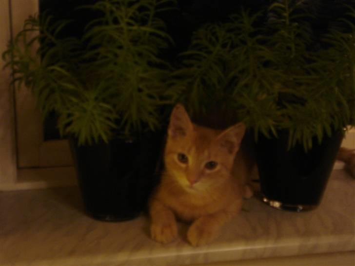 Huskat Balder - Jægermis :) billede 13