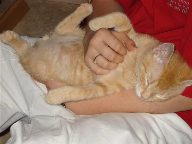 Huskat Balder - Elsker at blive nusset på maven :P billede 15