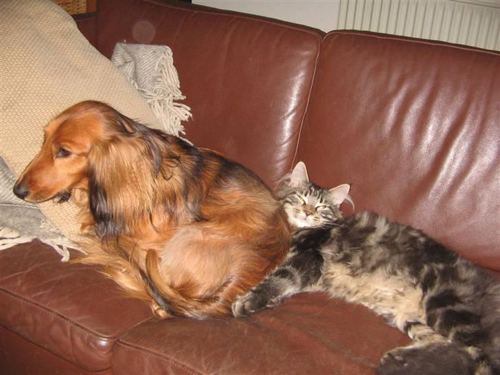 Maine Coon Viktor billede 2