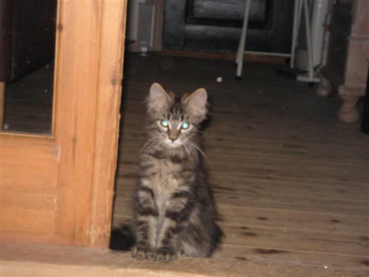 Maine Coon Viktor billede 4