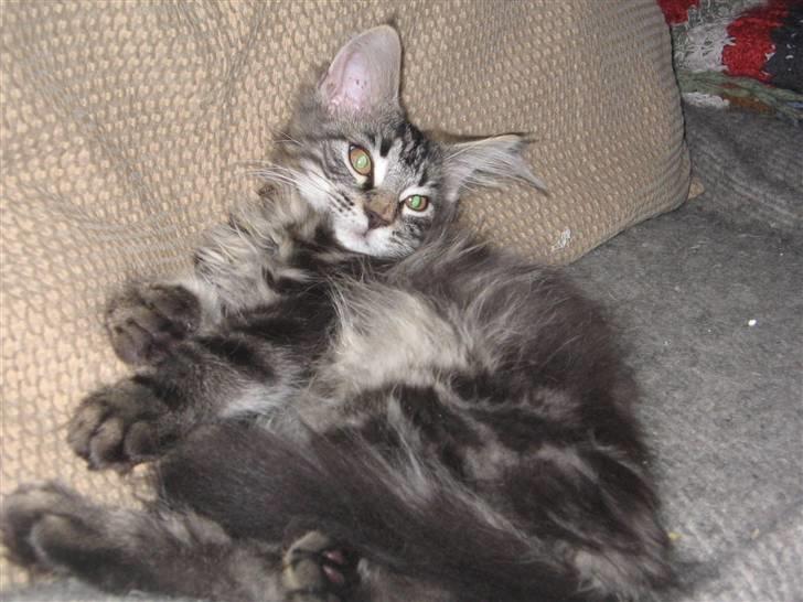 Maine Coon Viktor billede 5