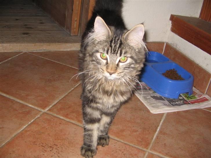 Maine Coon Viktor billede 6