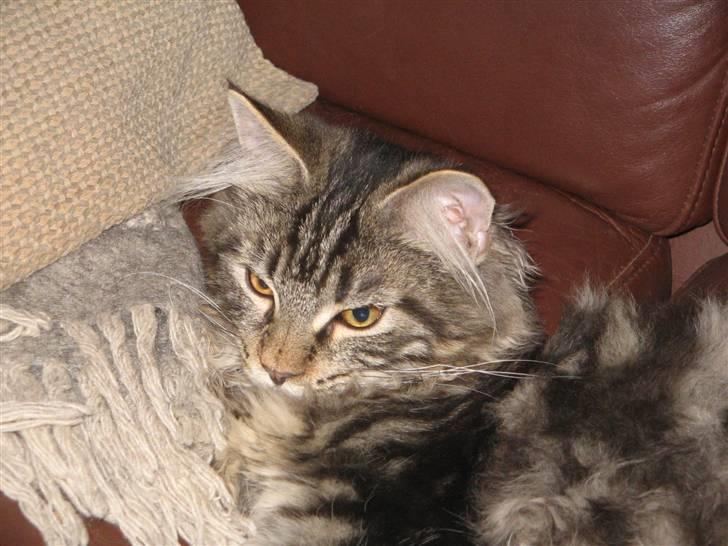 Maine Coon Viktor billede 7