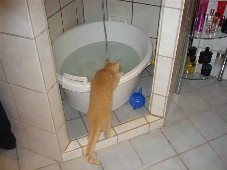 Huskat Balder - Halv løve, halv mis, når han står ved vandhullet. billede 16