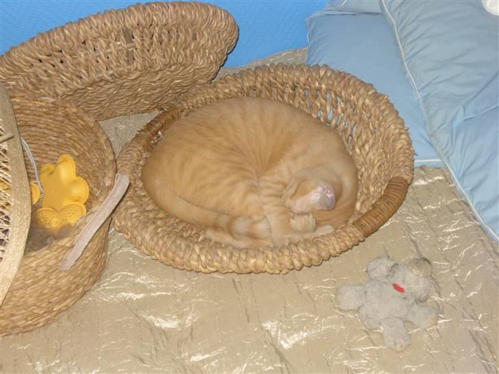 Huskat Balder - Der sover han med en af sine yndlings bamser :D billede 17