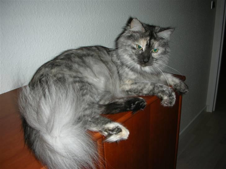 Maine Coon Fnuggi er " DØD 2009" billede 1