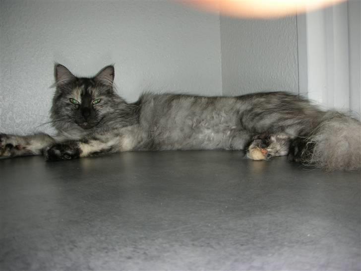 Maine Coon Fnuggi er " DØD 2009" billede 2