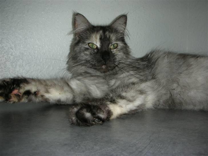 Maine Coon Fnuggi er " DØD 2009" billede 3