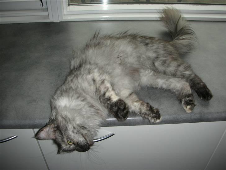 Maine Coon Fnuggi er " DØD 2009" billede 4