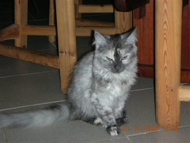 Maine Coon Fnuggi er " DØD 2009" billede 7