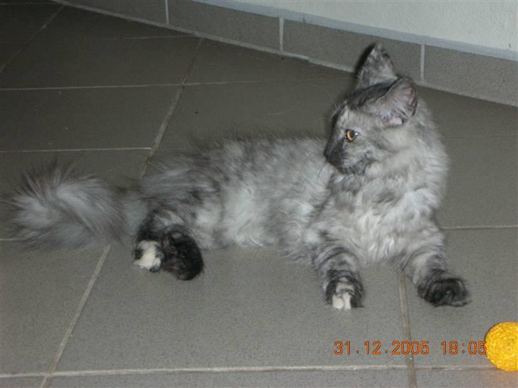 Maine Coon Fnuggi er " DØD 2009" billede 8