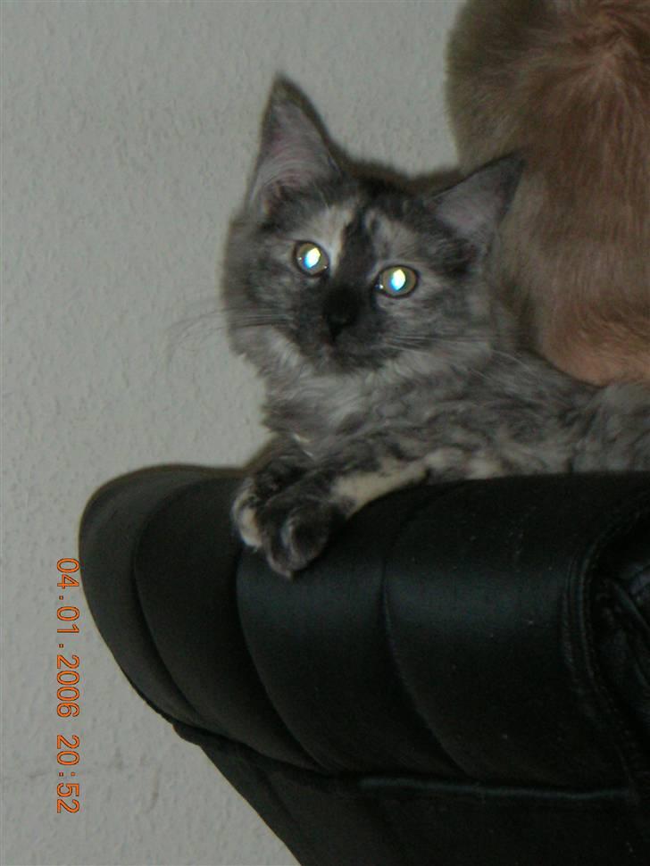 Maine Coon Fnuggi er " DØD 2009" billede 9