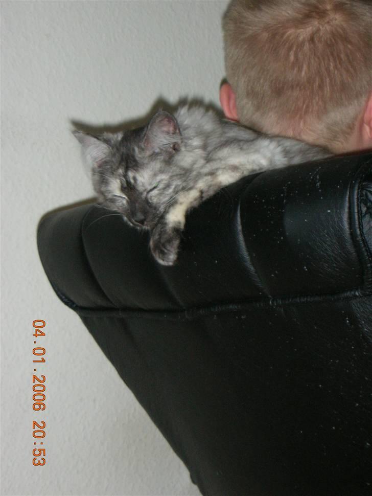 Maine Coon Fnuggi er " DØD 2009" billede 10