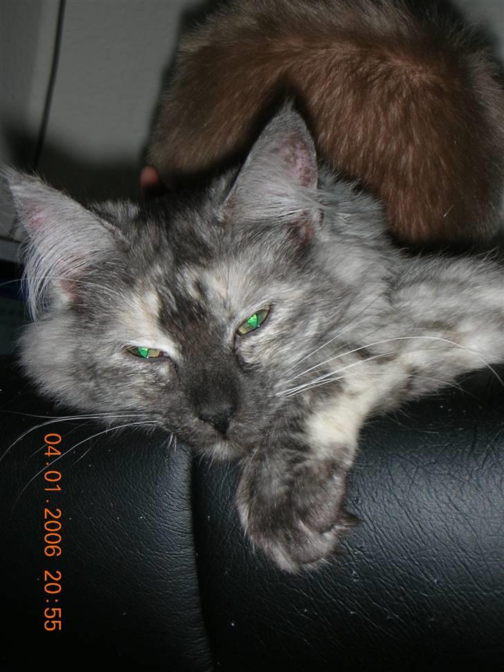 Maine Coon Fnuggi er " DØD 2009" billede 11