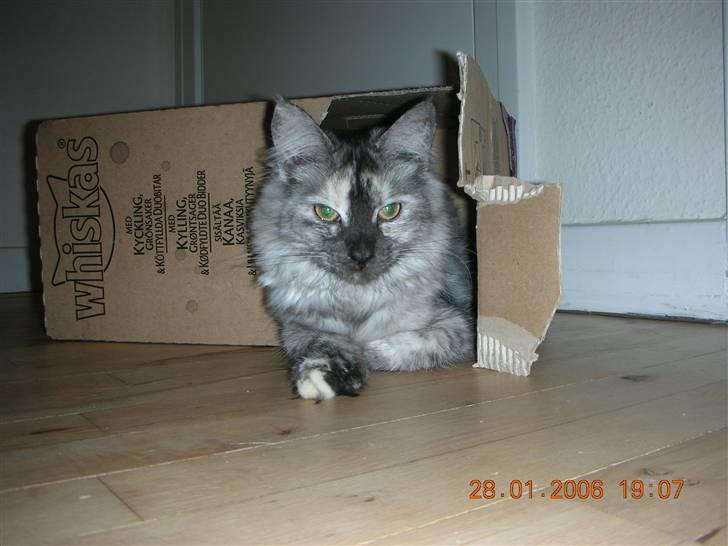 Maine Coon Fnuggi er " DØD 2009" billede 14