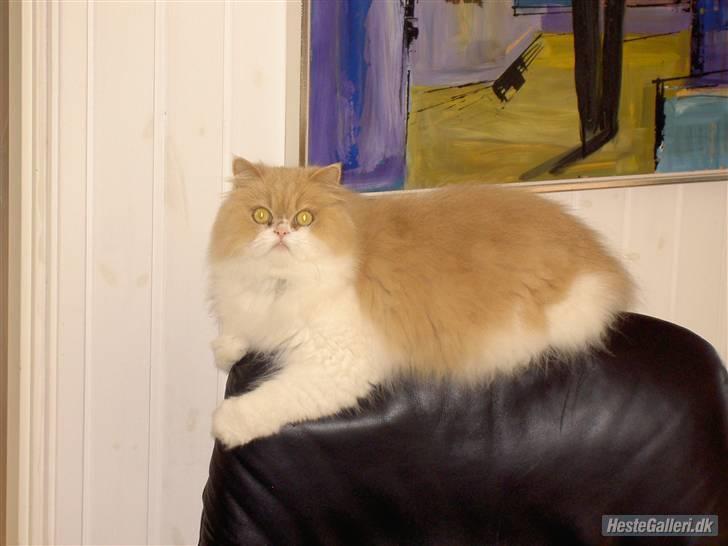 Perser Cæsar billede 2