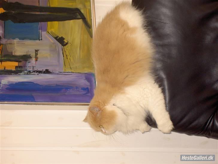 Perser Cæsar billede 3