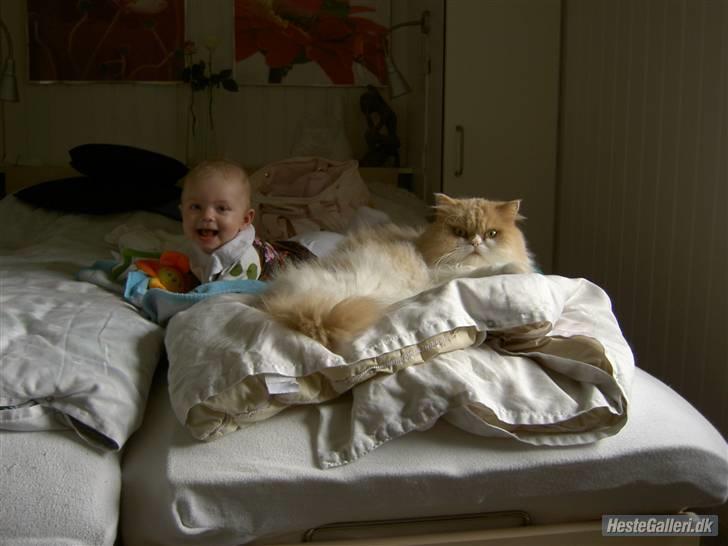 Perser Cæsar billede 4