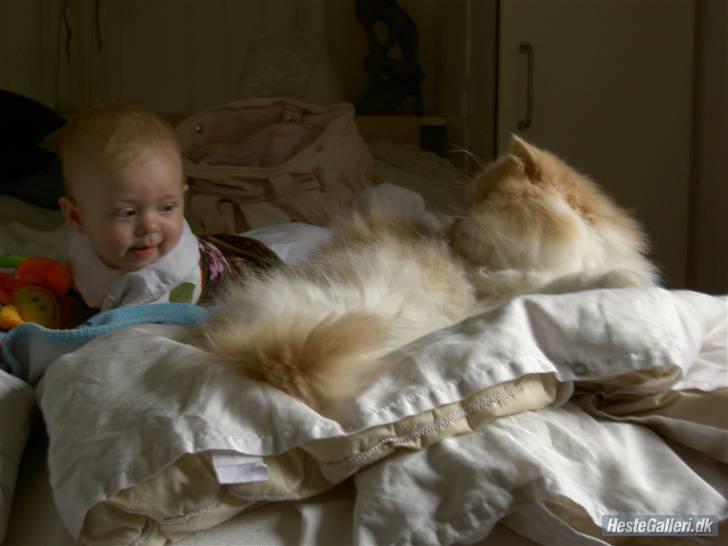 Perser Cæsar billede 5