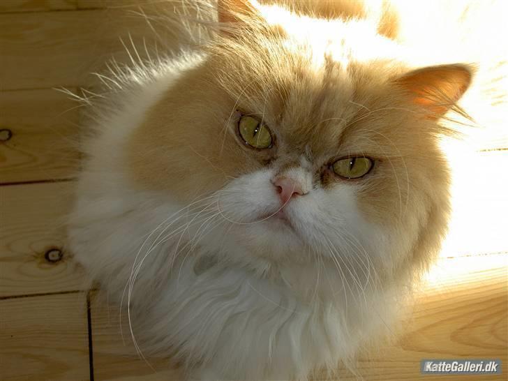 Perser Cæsar billede 6