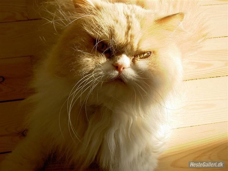 Perser Cæsar billede 7