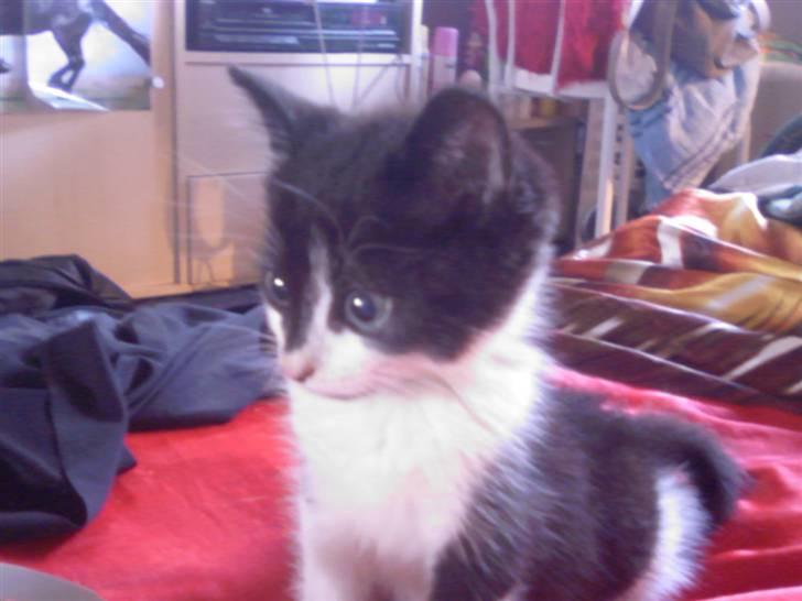 Huskat Bertha - der er så Bertha dagen efter vi fik ham sød er han (; der kommer flere billeder ind meget snart .. billede 1