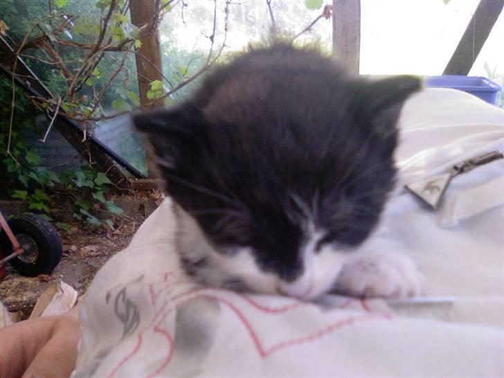 Huskat Bertha - da han var 2½ uge gammel billede 2