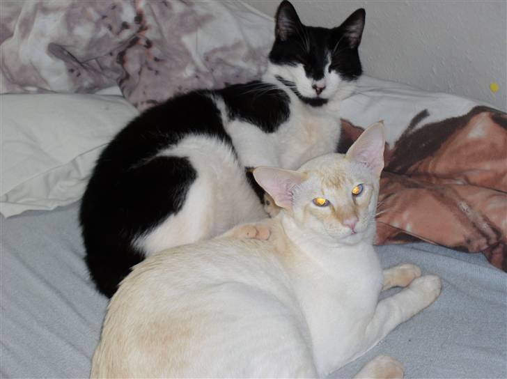 Huskat Bertha - sådan ser han så ud den dag i dag D; og den hvide hedder modi billede 3