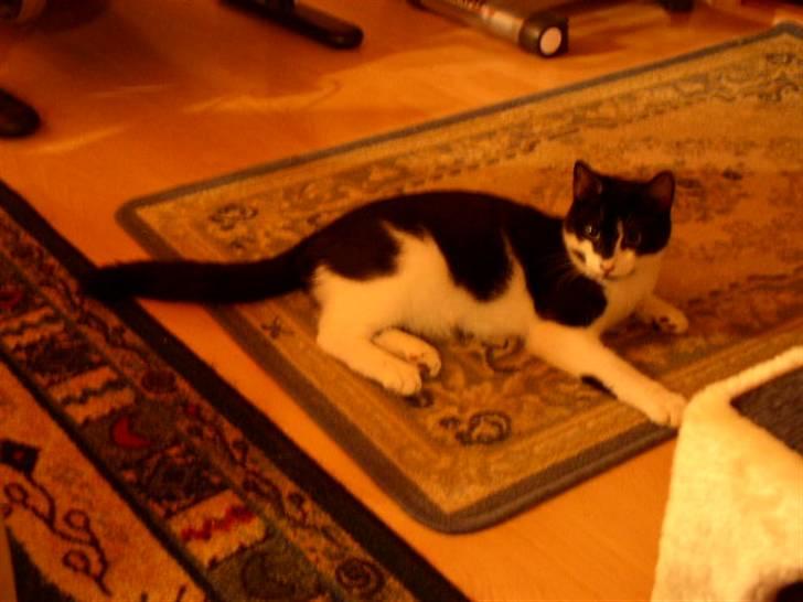 Huskat Bertha - Bertha der flader ud ;D billede 4