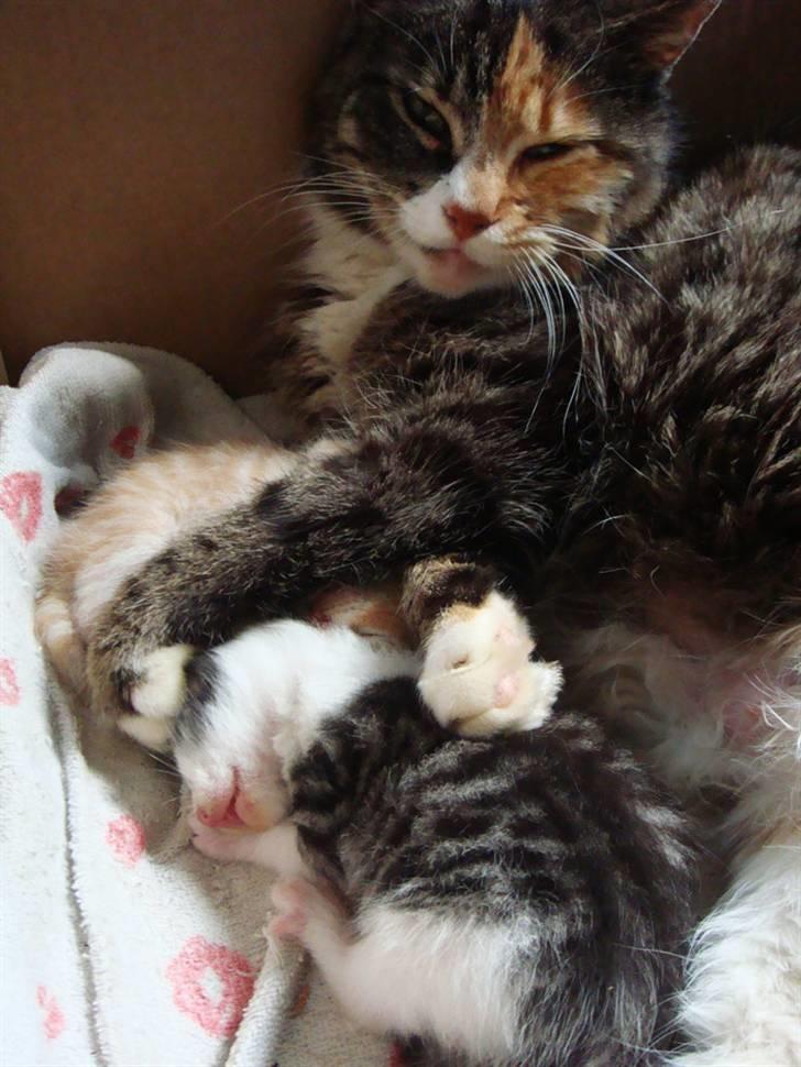 Huskat Míja  - 2010 billede 1