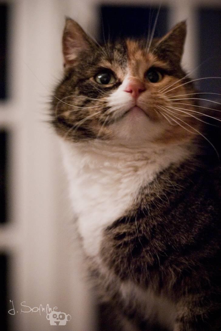 Huskat Míja  billede 2