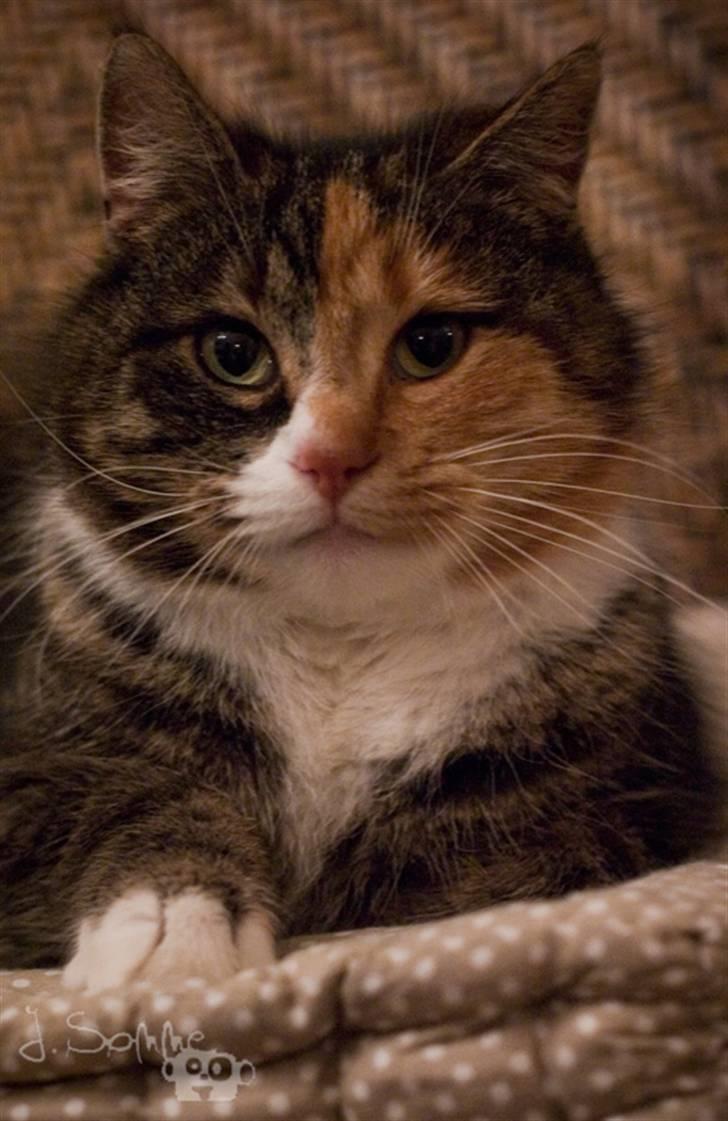 Huskat Míja  billede 3