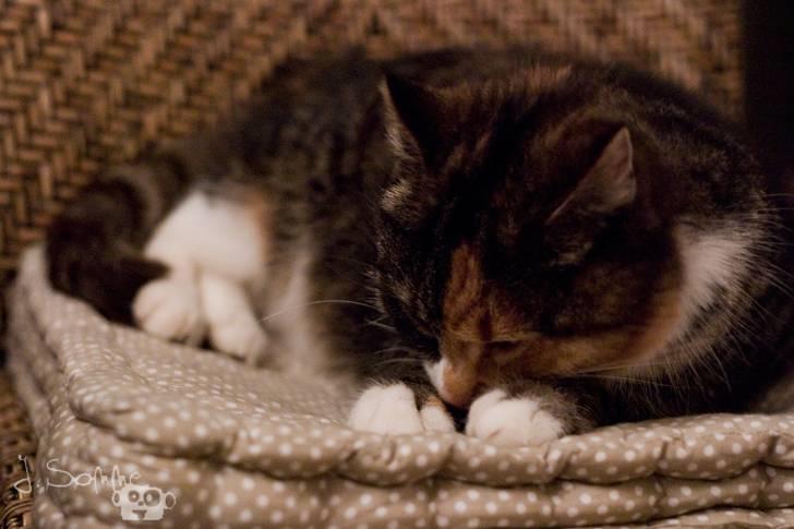 Huskat Míja  billede 4