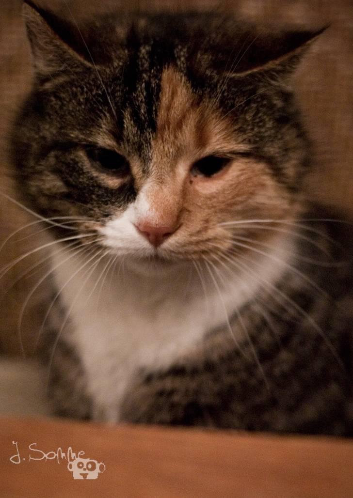 Huskat Míja  - uuuh - hvad er det i har der på bordet ...? billede 5